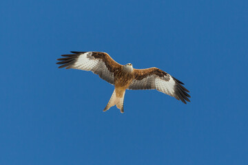 close-up isolated red kite (milvus milvus) flying in blue sky
