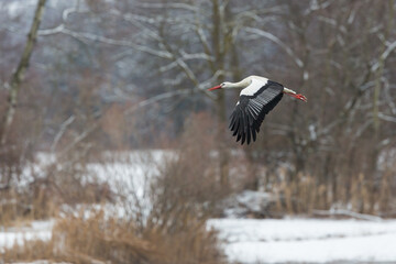 flying white stork (ciconia ciconia) in natural winter landscape - 427180739