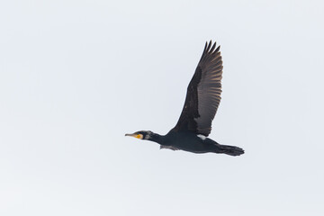 isolated cormorant (phalacrocorax carbo) flying with spread wings