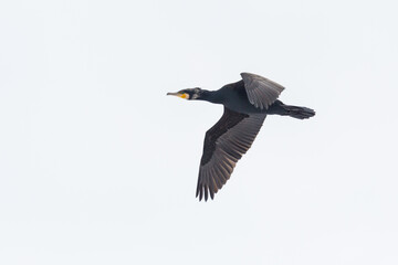 isolated cormorant bird (phalacrocorax carbo) in flight