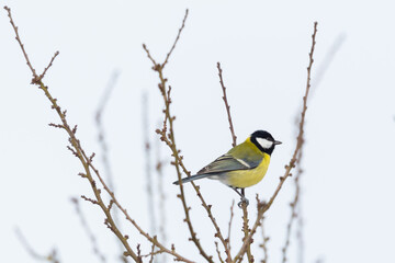great tit bird (parus major) sitting on tree branch