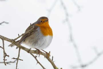 one european robin (erithacus rubecula) sitting on tree branch