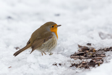 one european robin (erithacus rubecula) standing on snow