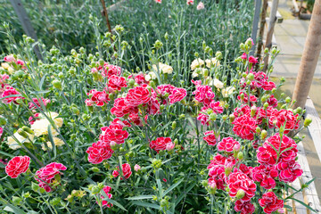 ビニールハウスのカーネーション畑