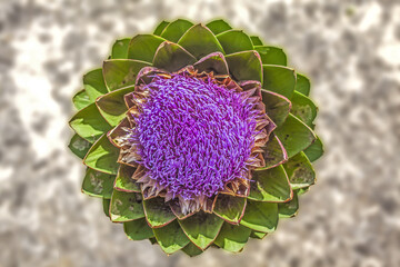 Artichoke Flower Macro Photo From Above