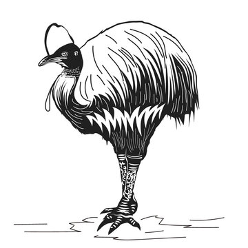 recommend clip art: Hand drawn sketch of cassowary