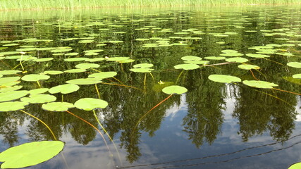 water lily in the pond