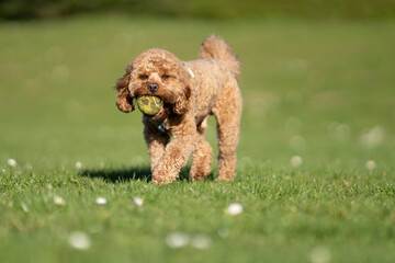 Cavapoo dog running and chasing ball in grassed field.