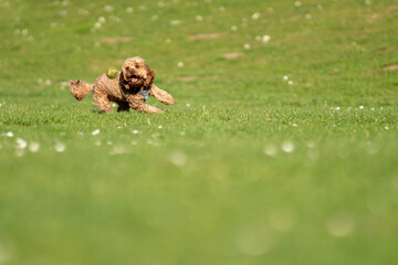 Cavapoo dog running and chasing ball in grassed field.
