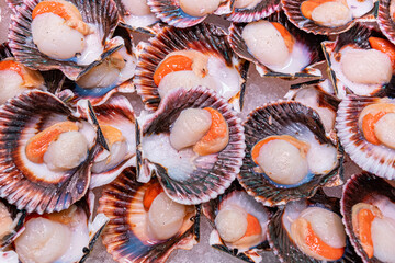 Scallops, raw scallops close up and textured, seafood.