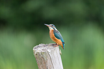 Eisvogel auf Pfosten