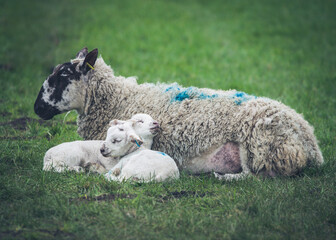 Obraz premium Sheep Love