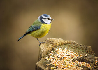 Blue Tit 