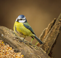 Blue Tit