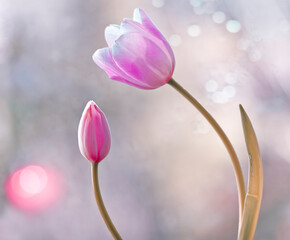 Kwiaty Tulipany 