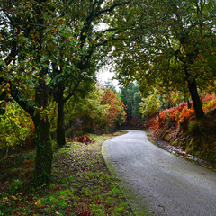 Serpenteia o Teu Meio!