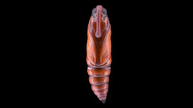 Pupa Insecta Manduca sexta, family Sphingidae, species of butterflies, pests of tobacco plants.