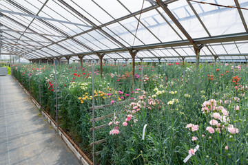 ビニールハウスのカーネーション畑