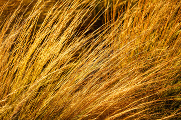 Texture of gramineous plants in a meadow