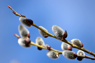 Pussy willow on the branch on blue sky background, catkins in spring forest close up