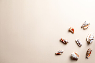 summer composition with different seashells on beige background. copy space