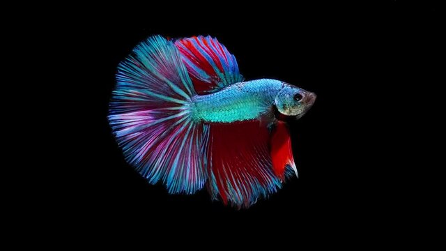 Siamese fighting fish (Betta splendens)