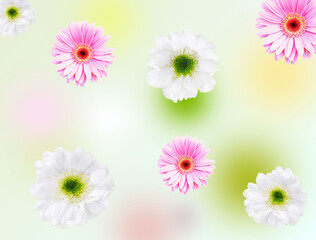 Decorative multi-colored abstract background with white and pink gerberas. Material for printing on paper or fabric. Postcard, Valentine card.