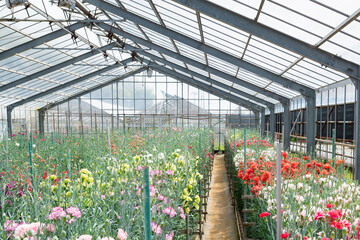 ビニールハウスのカーネーション畑