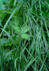 clover leaf and rain drops close up. natural green freshness background. Beautiful Artistic image of summer nature. ecology, earth day, save pure water concept