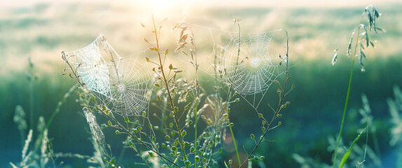 beautiful cobwebs in grass. morning nature landscape, shining sunlight. atmosphere nature image. summer season