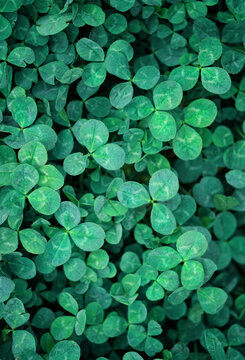 Clover leaves green natural background close up. Beautiful Artistic image of summer nature. ecology, earth day. flat lay