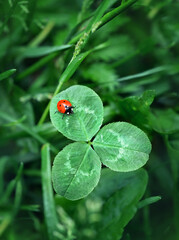 red ladybug and clover leaves on green meadow. Beautiful nature summer season background. flat lay