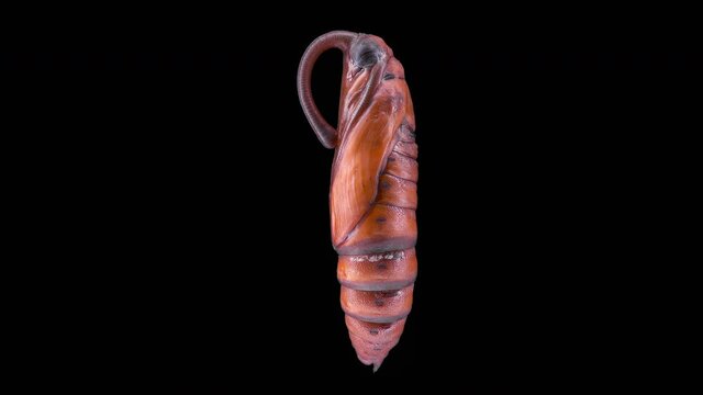 Pupa Insecta Manduca sexta, family Sphingidae, species of butterflies, pests of tobacco plants.
