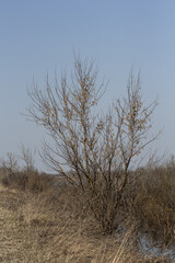 Trees affected by fungus. Spring trees without leaves.