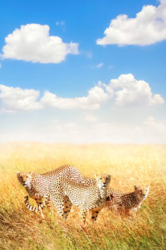Group of cheetahs in the african savannah. Africa. Tanzania. Serengeti National Park. Copy space.