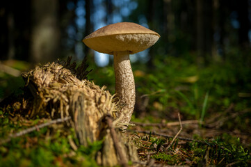 Wild Boletus mushroom growing in a forest