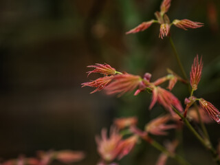 YOUNG ACER LEAVES
