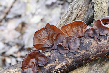 Jews ear (wood ear, Auricularia auricula, Hirneola polytricha, jelly ear, pepeao, Judas's Ear), growing on a tree. Used in folk medicine for complaints including sore throats, sore eyes and jaundice.