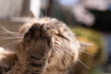 毛繕い中の猫