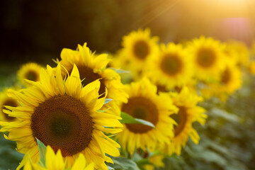 Summer sun over the sunflower field