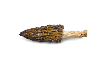 morel mushrooms isolated on white background