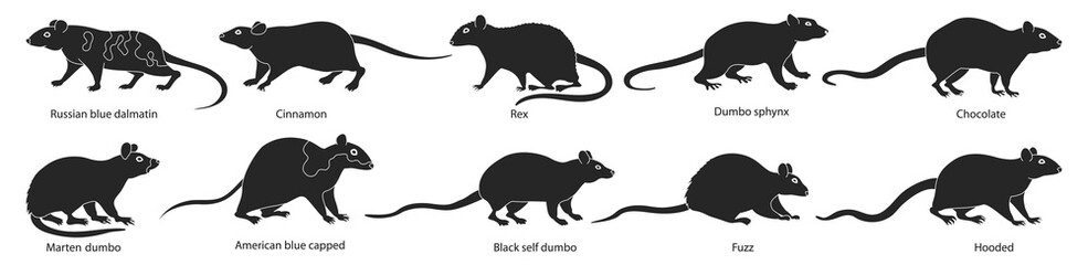 Mouse vector illustration on white background. Isolated black set icon animal. Vector black set icon mouse.