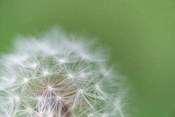 Fototapeta premium タンポポの綿毛