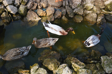 young ducks swim in a small beautiful pond