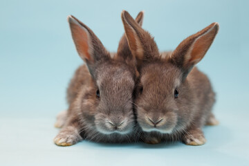 rabbit on a blue  background