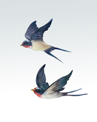 Chinese style spring swallow background illustration