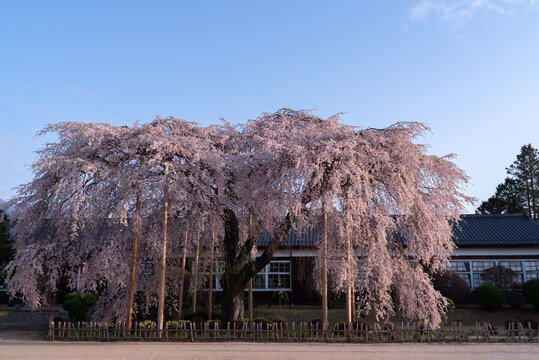 満開の桜　杵原校舎