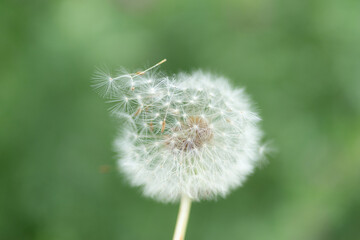 タンポポの綿毛