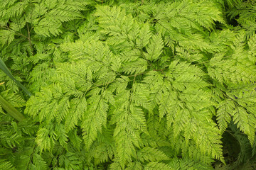 Green leaves of Rabit's Foot Fern.  Davillia fejeensis Hook.