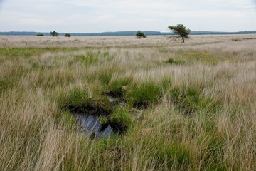 Fototapeta premium Deelerveld in National Park de Hoge Veluwe